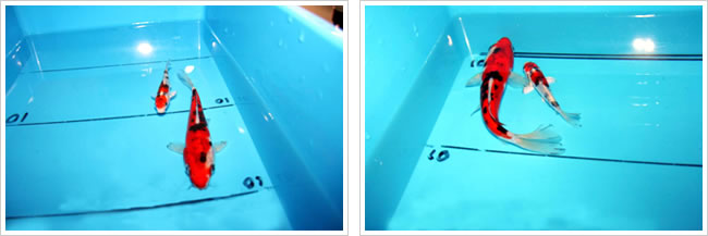 チビ錦|ドイツ三色